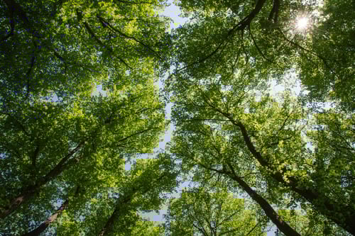 Tree with Green Leafs
