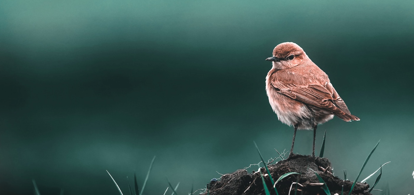 Ein Vogel in einer grünen Umgebung