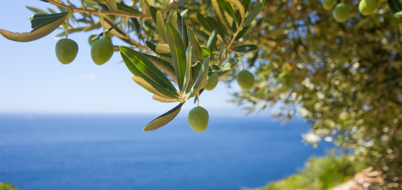 An olive tree at the sea